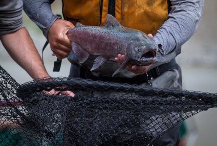 Le bas niveau de l’eau affecte la reproduction des saumons en Colombie-Britannique