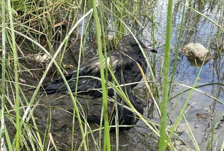 Déversement polluant à Rivière-des-Prairies-Pointe-aux-Trembles: le SPVM enquête