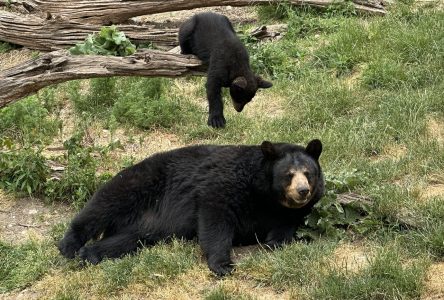 Marineland à l’amende pour avoir gardé des ours dans des enclos trop exigus