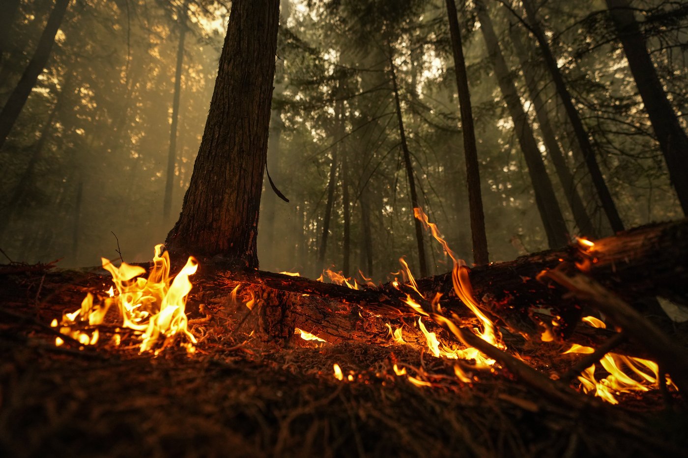 Incendie de forêt: une communauté autochtone de la Saskatchewan appelle à l’aide