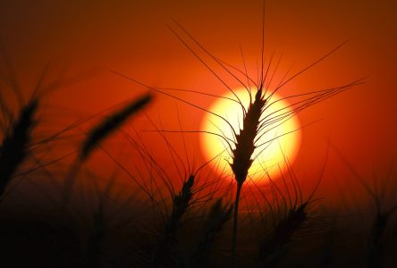 Les phénomènes météo extrêmes exercent une pression sur le prix des aliments