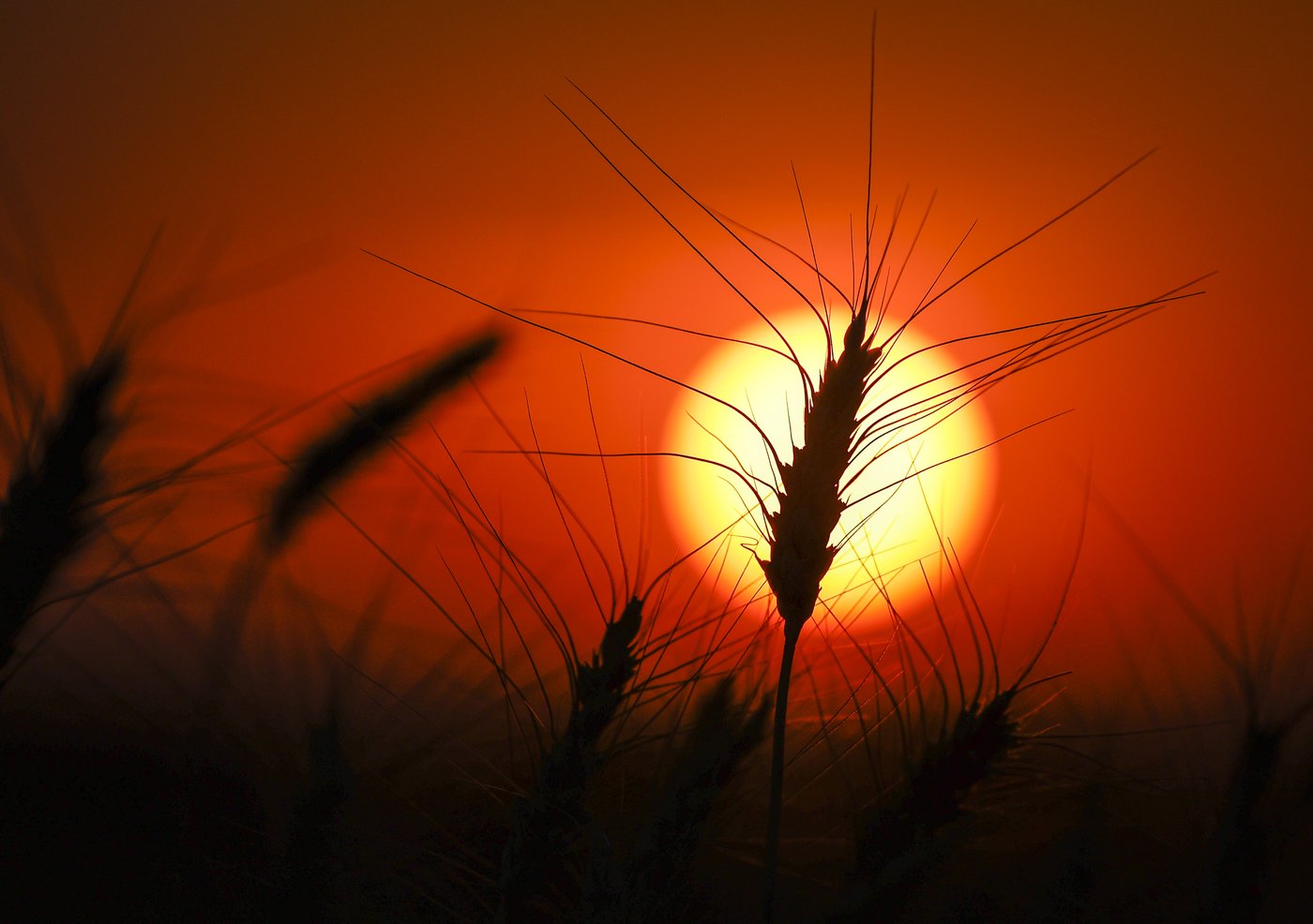 Les phénomènes météo extrêmes exercent une pression sur le prix des aliments