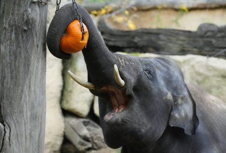 8 M $ sur cinq ans pour protéger des grands singes et des éléphants, selon le DPB