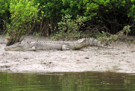 Un crocodile de près de 5 m qui aurait commis une attaque mortelle est euthanasié