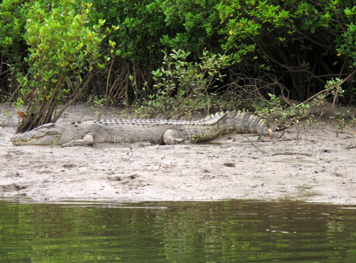 Un crocodile de près de 5 m qui aurait commis une attaque mortelle est euthanasié