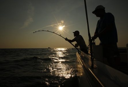 Nouvelle-Écosse: la pêche à l’espadon pourrait stimuler le tourisme