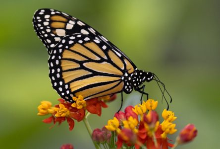 Le Grand BioBlitz invite les citoyens à photographier la nature ce week-end