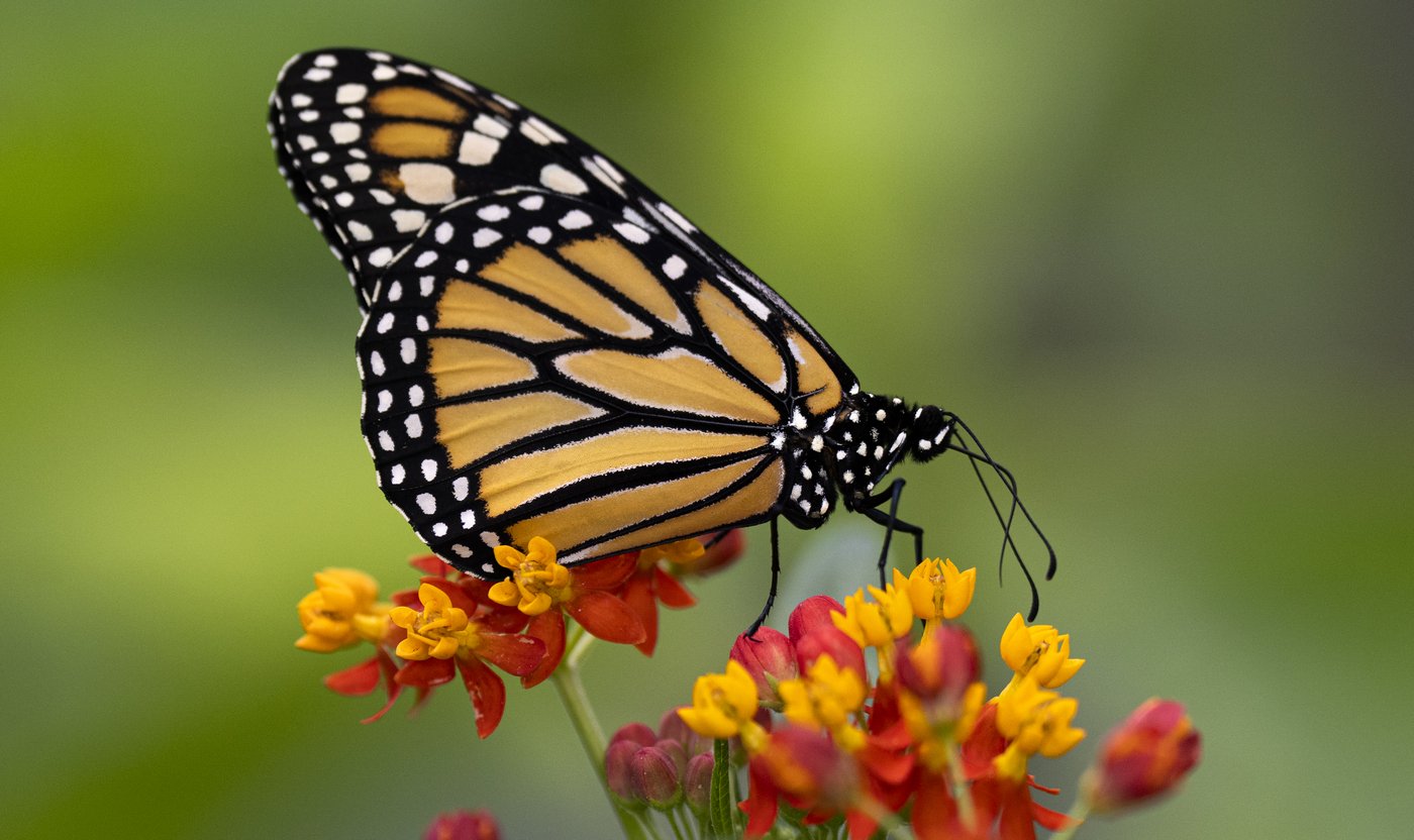 Le Grand BioBlitz invite les citoyens à photographier la nature ce week-end