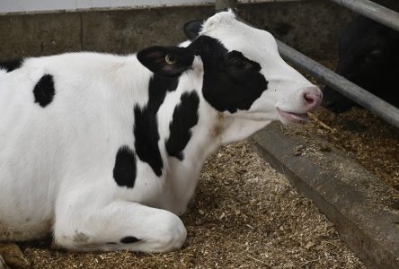 L’Union des producteurs agricoles célèbre 100 ans de solidarité rurale