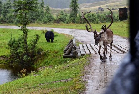 Des centaines de loups, d’ours et de coyotes tués pour tenter d’aider le caribou