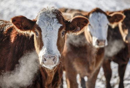 L’embargo chinois sur le boeuf canadien persiste encore après trois ans