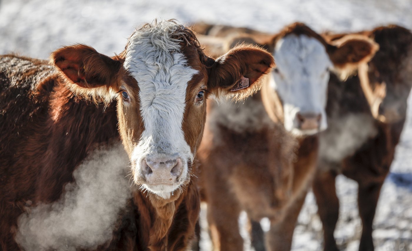 L’embargo chinois sur le boeuf canadien persiste encore après trois ans