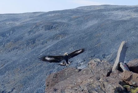 Un aigle a attaqué une fillette de 20 mois en Norvège