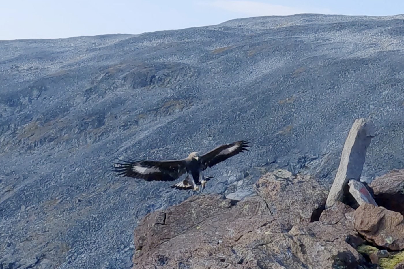 Un aigle a attaqué une fillette de 20 mois en Norvège