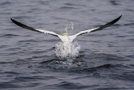 Les eaux du Saint-Laurent se réchauffent et la quantité d’oxygène diminue