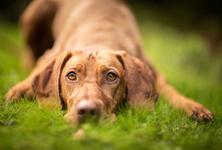 Les chats et les chiens souffrent aussi d’allergies saisonnières