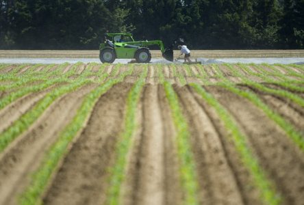 Le changement de cap des libéraux est applaudi par des économistes