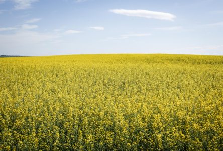 La Chine ouvre une enquête sur le canola canadien en riposte aux tarifs douaniers