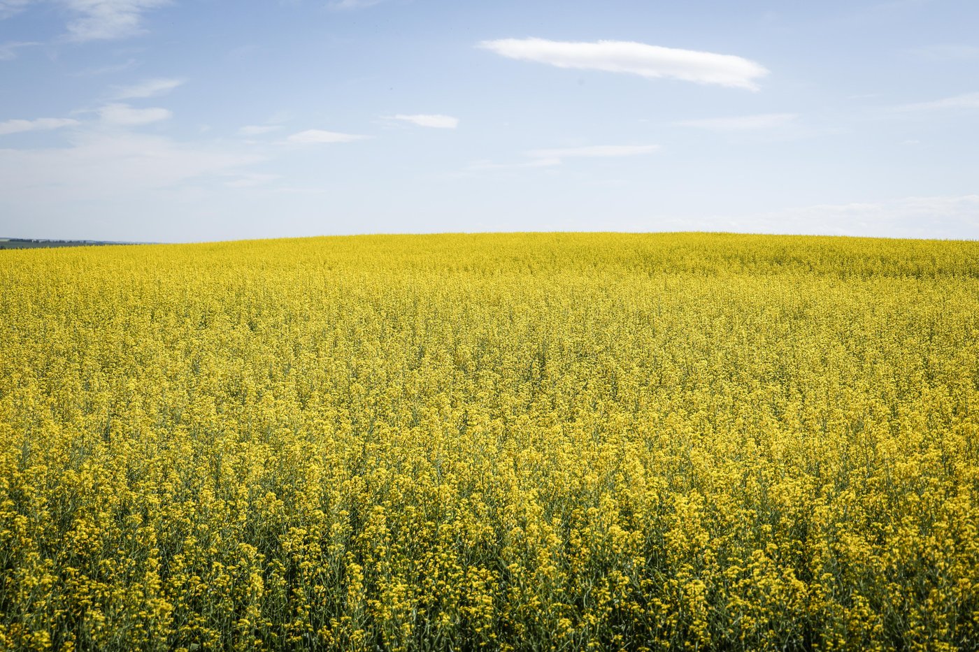 La Chine ouvre une enquête sur le canola canadien en riposte aux tarifs douaniers