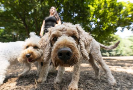 Ce qu’il faut savoir avant d’emmener un animal de compagnie en voyage