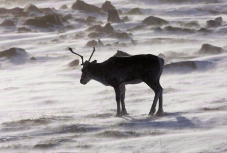 Caribou: Guilbeault fait miroiter beaucoup d’argent et invite Québec à négocier