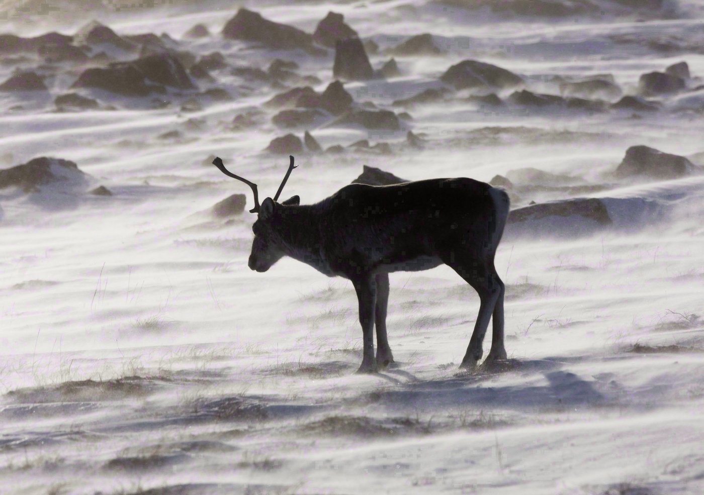 Caribou: Guilbeault fait miroiter beaucoup d’argent et invite Québec à négocier