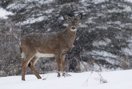 La Fondation de la faune du Québec pourrait acheter votre terrain pour le protéger