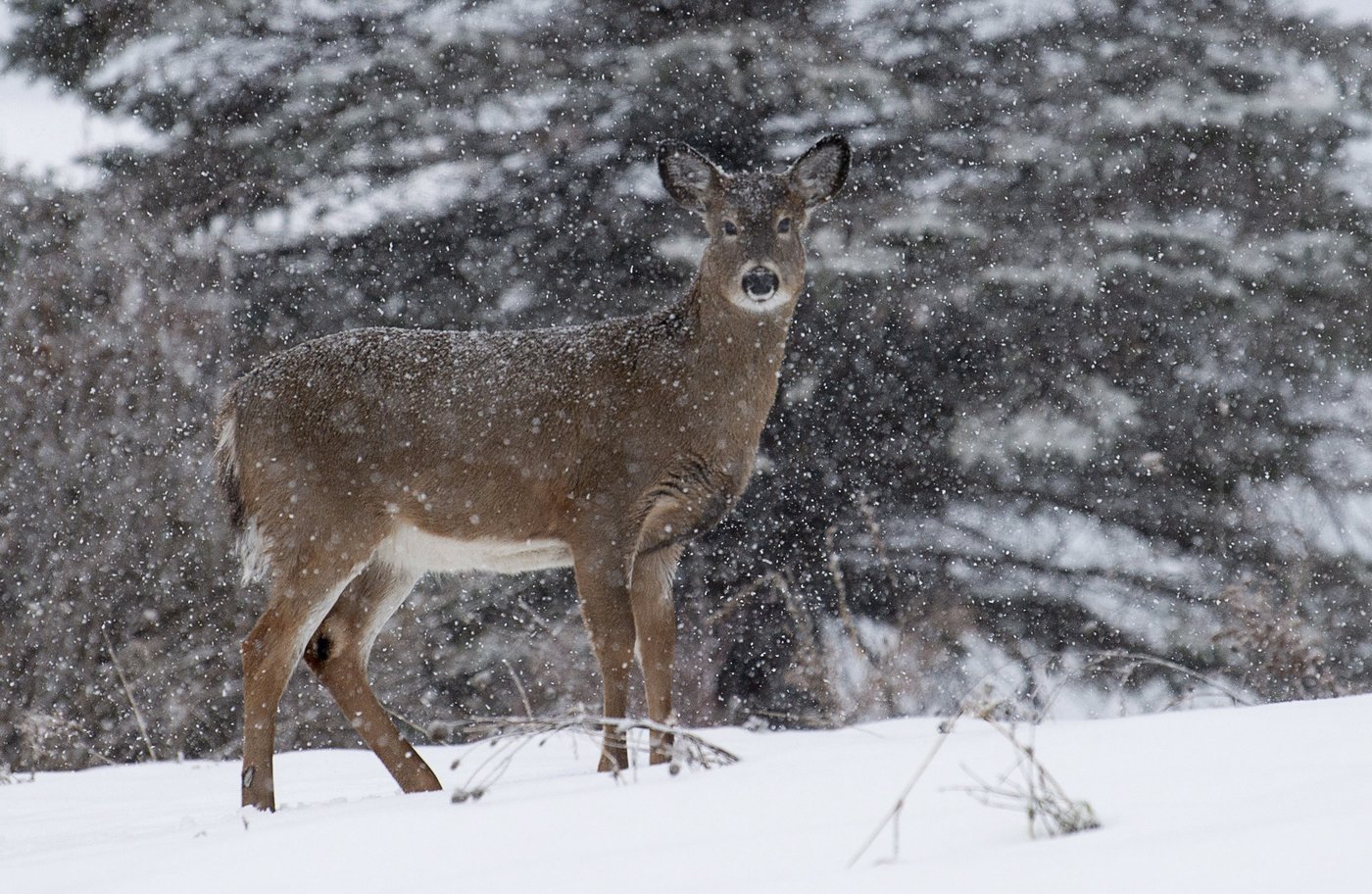 La Fondation de la faune du Québec pourrait acheter votre terrain pour le protéger