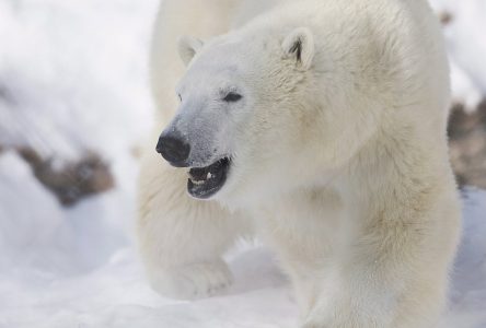 Déclin de 73% des populations d’animaux sauvages en 50 ans