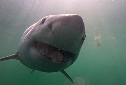 Des chercheurs implantent des balises dans de grands requins blancs dans le Golfe