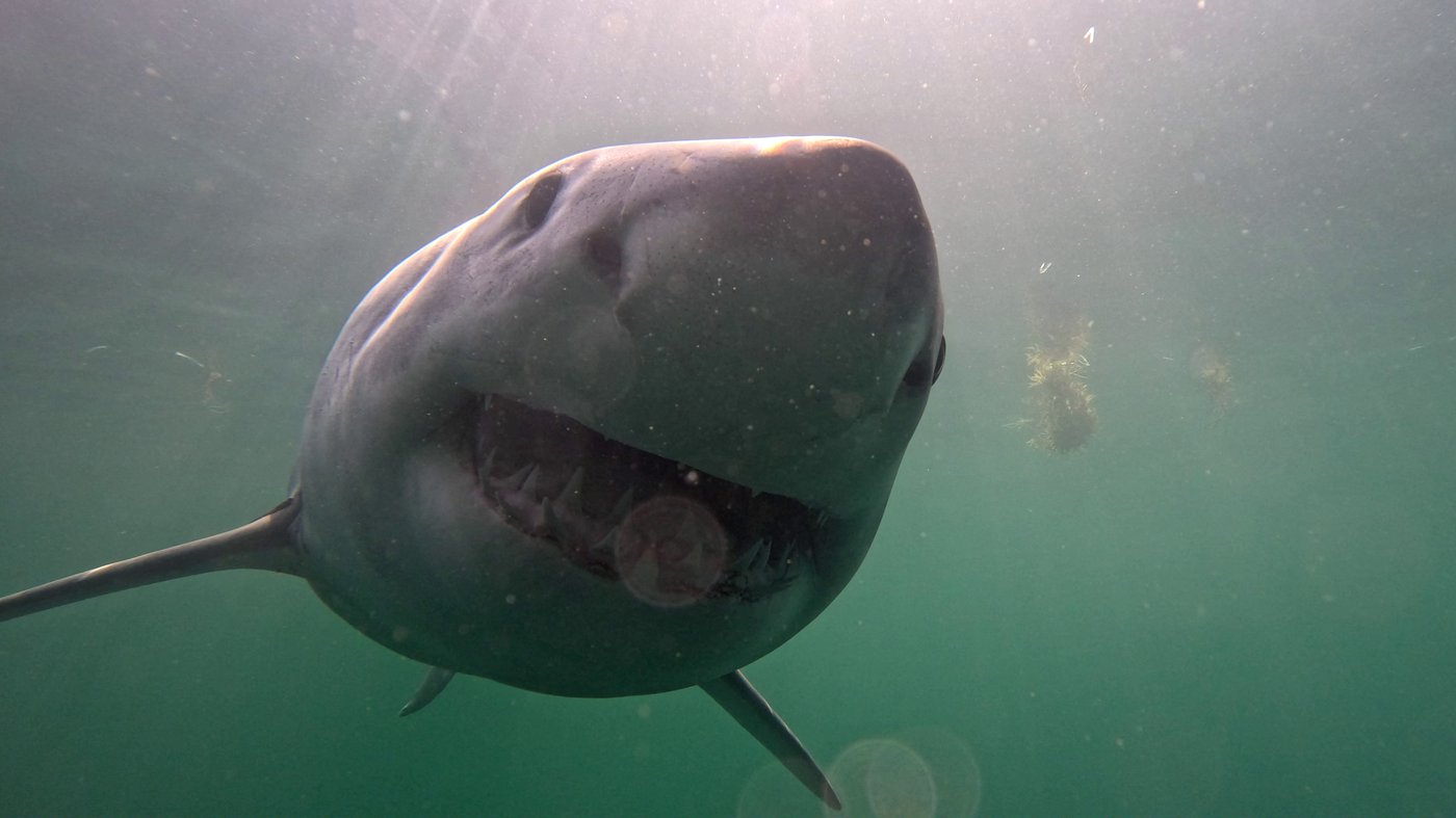 Des chercheurs implantent des balises dans de grands requins blancs dans le Golfe