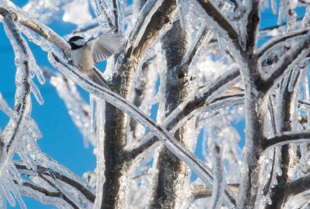 Montréal a perdu le tiers de sa neige depuis 1863