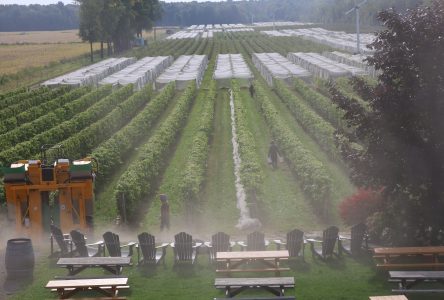 Une année record pour les vignerons de la région