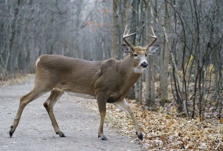 La Ville de Longueuil affirme avoir réduit sa population de cerfs de 64 bêtes