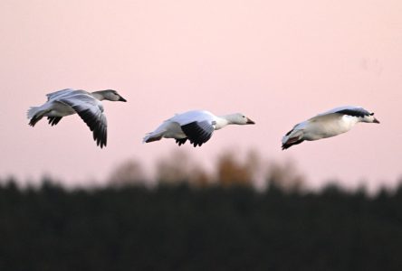 La C.-B. demande aux vétérinaires de prendre des mesures contre la grippe aviaire